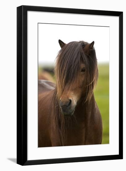 Iceland, Icelandic Horse-Hollice Looney-Framed Premium Photographic Print