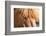 Iceland, Lake Myvatn, Forelock of the Icelandic horse.-Ellen Goff-Framed Photographic Print