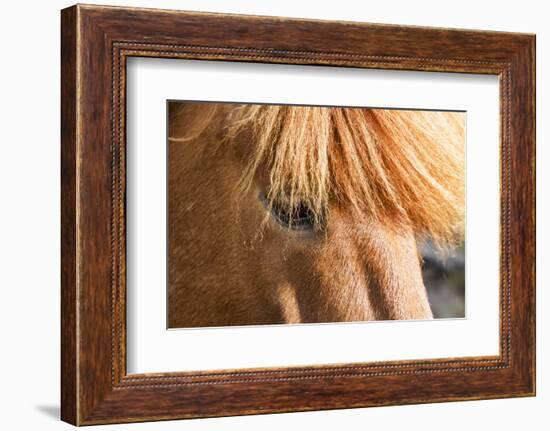 Iceland, Lake Myvatn, Forelock of the Icelandic horse.-Ellen Goff-Framed Photographic Print