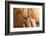 Iceland, Lake Myvatn, Forelock of the Icelandic horse.-Ellen Goff-Framed Photographic Print