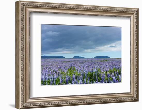 Iceland, Nature, View Direction Iceland, Dyrholaey, Lupin Field-Catharina Lux-Framed Photographic Print