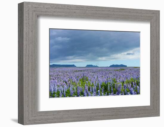 Iceland, Nature, View Direction Iceland, Dyrholaey, Lupin Field-Catharina Lux-Framed Photographic Print