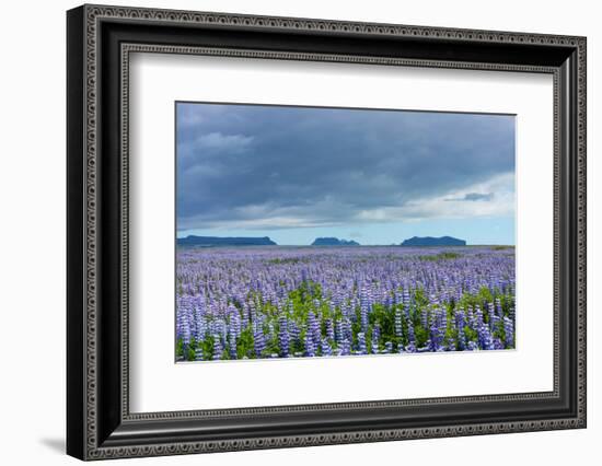 Iceland, Nature, View Direction Iceland, Dyrholaey, Lupin Field-Catharina Lux-Framed Photographic Print