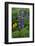 Iceland. Nootka lupine.-Judith Zimmerman-Framed Photographic Print