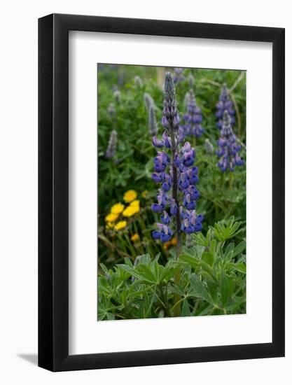 Iceland. Nootka lupine.-Judith Zimmerman-Framed Photographic Print