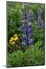 Iceland. Nootka lupine.-Judith Zimmerman-Mounted Photographic Print