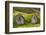 Iceland, Nupsstadur Turf Farmstead. Old homes covered with turf for protection and insulation.-Ellen Goff-Framed Photographic Print