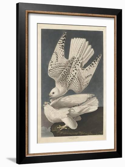 Iceland or Jer Falcon, 1837-John James Audubon-Framed Giclee Print
