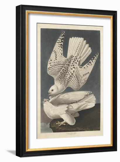 Iceland or Jer Falcon, 1837-John James Audubon-Framed Giclee Print