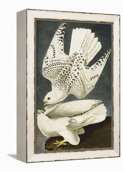 Iceland or Jer Falcon. Gyrfalcon (Falco Rustiocolis), from 'The Birds of America'-John James Audubon-Framed Premier Image Canvas