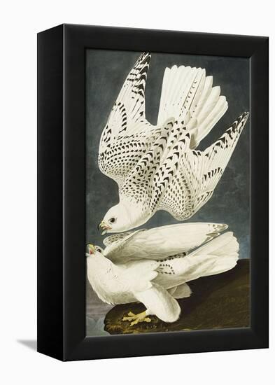 Iceland or Jer Falcon. Gyrfalcon (Falco Rustiocolis), from 'The Birds of America'-John James Audubon-Framed Premier Image Canvas