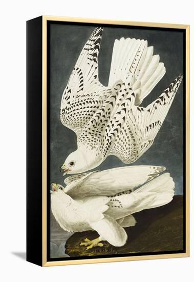 Iceland or Jer Falcon. Gyrfalcon (Falco Rustiocolis), from 'The Birds of America'-John James Audubon-Framed Premier Image Canvas