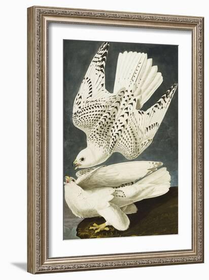 Iceland or Jer Falcon. Gyrfalcon (Falco Rustiocolis), from 'The Birds of America'-John James Audubon-Framed Giclee Print