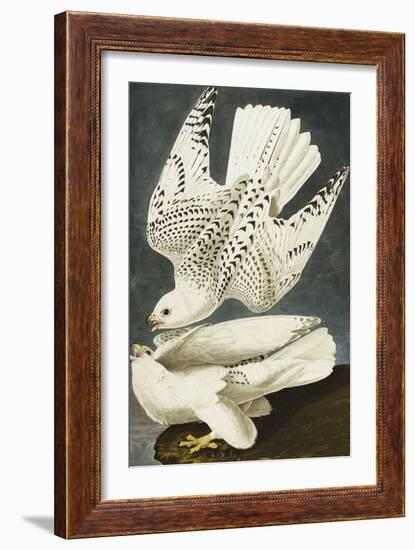 Iceland or Jer Falcon. Gyrfalcon (Falco Rustiocolis), from 'The Birds of America'-John James Audubon-Framed Giclee Print