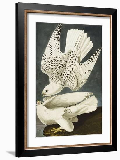 Iceland or Jer Falcon. Gyrfalcon (Falco Rustiocolis), from 'The Birds of America'-John James Audubon-Framed Giclee Print