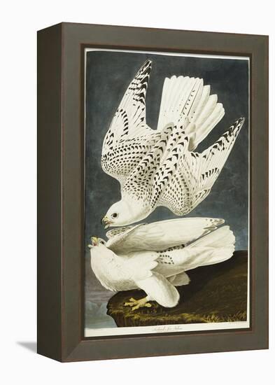 Iceland or Jer Falcon. Gyrfalcon-John James Audubon-Framed Premier Image Canvas