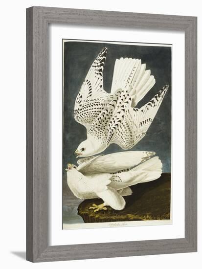 Iceland or Jer Falcon. Gyrfalcon-John James Audubon-Framed Giclee Print
