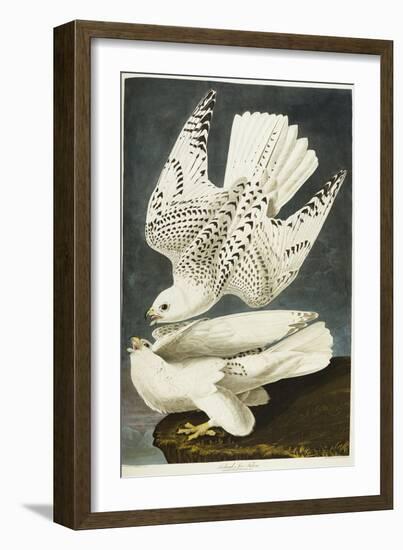 Iceland or Jer Falcon. Gyrfalcon-John James Audubon-Framed Giclee Print