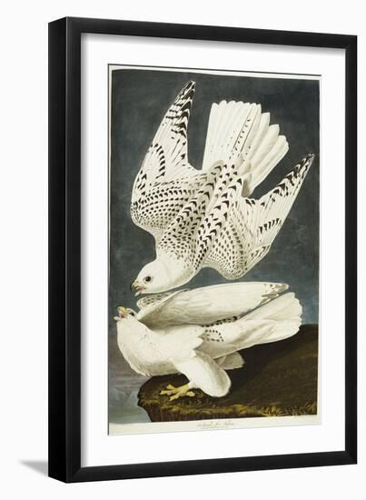 Iceland or Jer Falcon. Gyrfalcon-John James Audubon-Framed Giclee Print