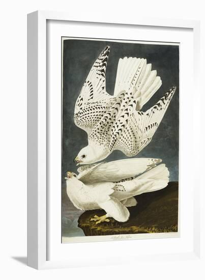 Iceland or Jer Falcon. Gyrfalcon-John James Audubon-Framed Giclee Print