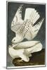 Iceland or Jer Falcon. Gyrfalcon-John James Audubon-Mounted Giclee Print