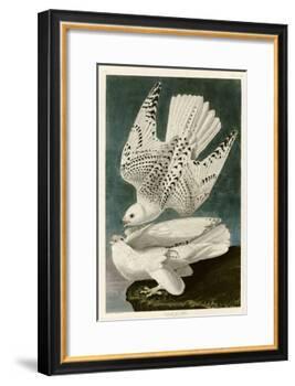 Iceland or Jer Falcon-John James Audubon-Framed Giclee Print