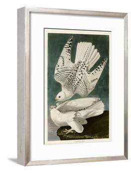 Iceland or Jer Falcon-John James Audubon-Framed Giclee Print