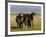 Iceland Ponies Near the Village of Skagheidi, Iceland, Polar Regions-Michael Runkel-Framed Photographic Print