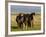 Iceland Ponies Near the Village of Skagheidi, Iceland, Polar Regions-Michael Runkel-Framed Photographic Print