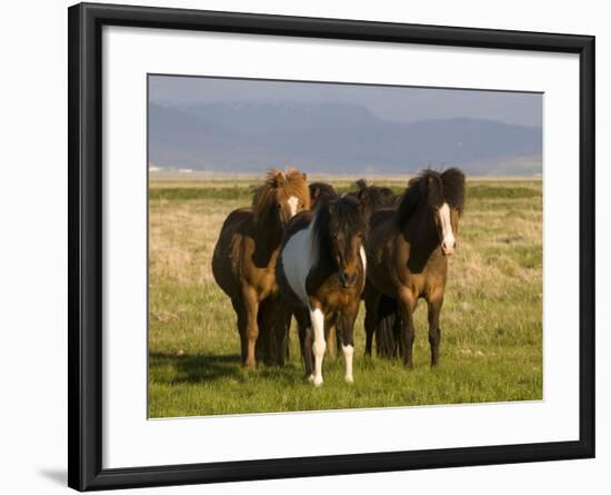 Iceland Ponies Near the Village of Skagheidi, Iceland, Polar Regions-Michael Runkel-Framed Photographic Print