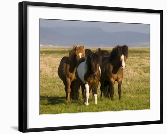 Iceland Ponies Near the Village of Skagheidi, Iceland, Polar Regions-Michael Runkel-Framed Photographic Print