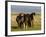 Iceland Ponies Near the Village of Skagheidi, Iceland, Polar Regions-Michael Runkel-Framed Photographic Print