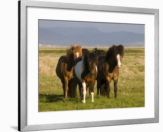 Iceland Ponies Near the Village of Skagheidi, Iceland, Polar Regions-Michael Runkel-Framed Photographic Print