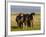 Iceland Ponies Near the Village of Skagheidi, Iceland, Polar Regions-Michael Runkel-Framed Photographic Print