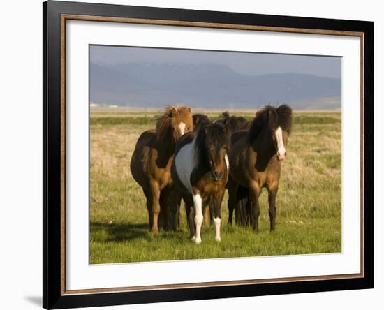 Iceland Ponies Near the Village of Skagheidi, Iceland, Polar Regions-Michael Runkel-Framed Photographic Print