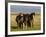 Iceland Ponies Near the Village of Skagheidi, Iceland, Polar Regions-Michael Runkel-Framed Photographic Print