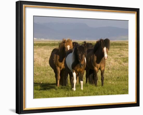 Iceland Ponies Near the Village of Skagheidi, Iceland, Polar Regions-Michael Runkel-Framed Photographic Print
