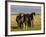 Iceland Ponies Near the Village of Skagheidi, Iceland, Polar Regions-Michael Runkel-Framed Photographic Print