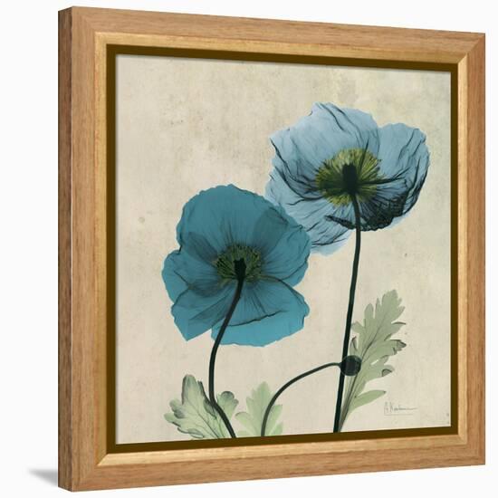 Iceland Poppy Duo 2-Albert Koetsier-Framed Stretched Canvas