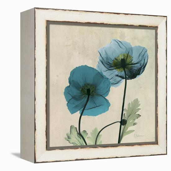 Iceland Poppy Duo 2-Albert Koetsier-Framed Stretched Canvas