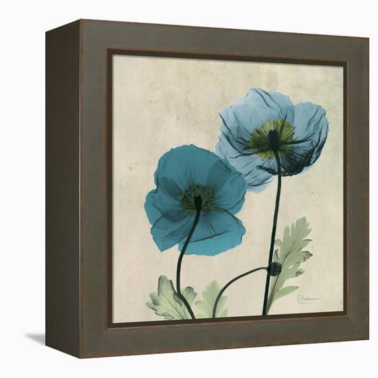 Iceland Poppy Duo 2-Albert Koetsier-Framed Stretched Canvas