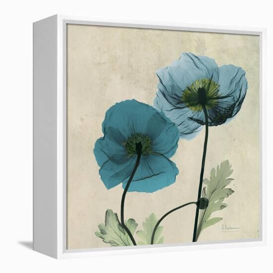 Iceland Poppy Duo 2-Albert Koetsier-Framed Stretched Canvas