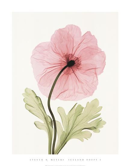 Iceland Poppy I Art Print by Steven N. Meyers | Art.com