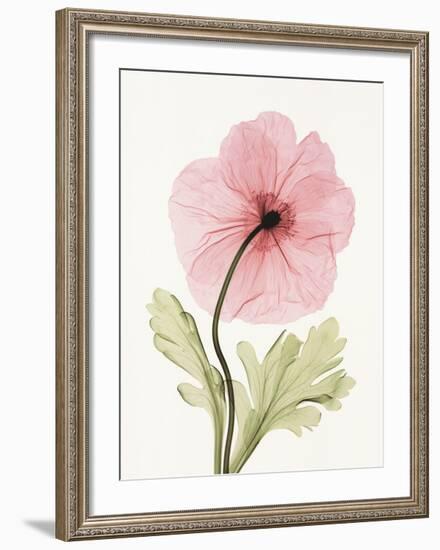 Iceland Poppy I-Steven N^ Meyers-Framed Art Print