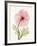 Iceland Poppy I-Steven N^ Meyers-Framed Art Print