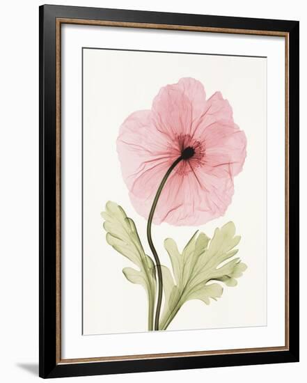 Iceland Poppy I-Steven N^ Meyers-Framed Art Print