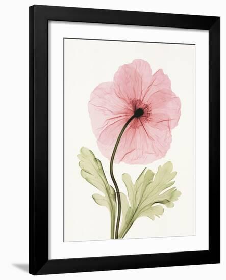 Iceland Poppy I-Steven N^ Meyers-Framed Art Print