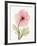 Iceland Poppy I-Steven N^ Meyers-Framed Art Print