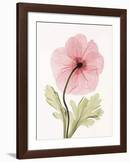 Iceland Poppy I-Steven N^ Meyers-Framed Art Print