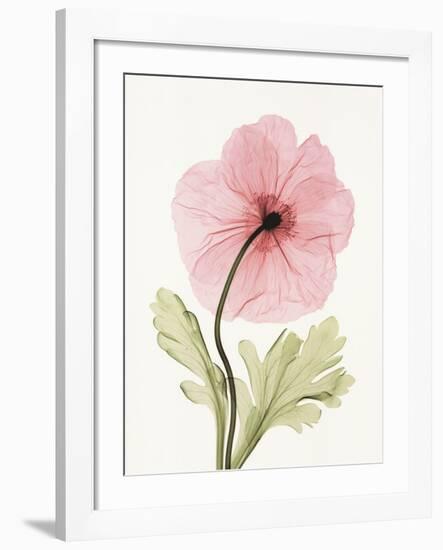 Iceland Poppy I-Steven N^ Meyers-Framed Art Print